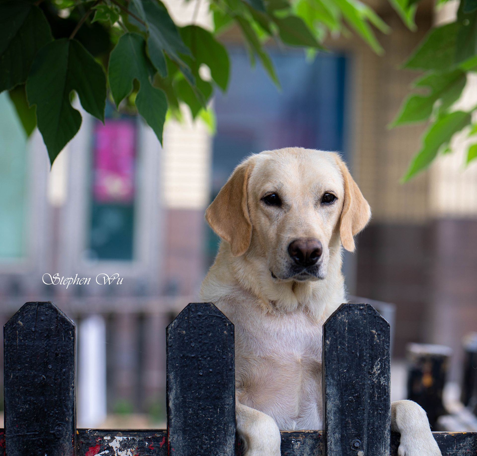 Great, a Labrador Retriever at Toptail Labradors.