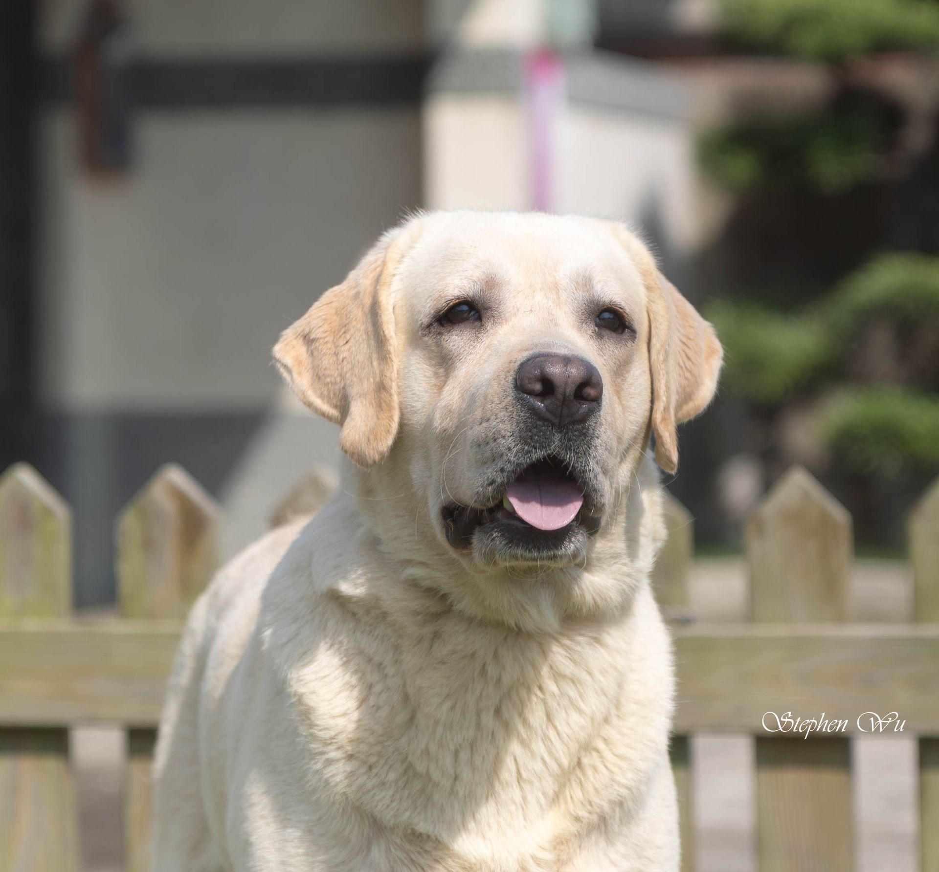 Bender, a Labrador Retriever at Toptail Labradors.
