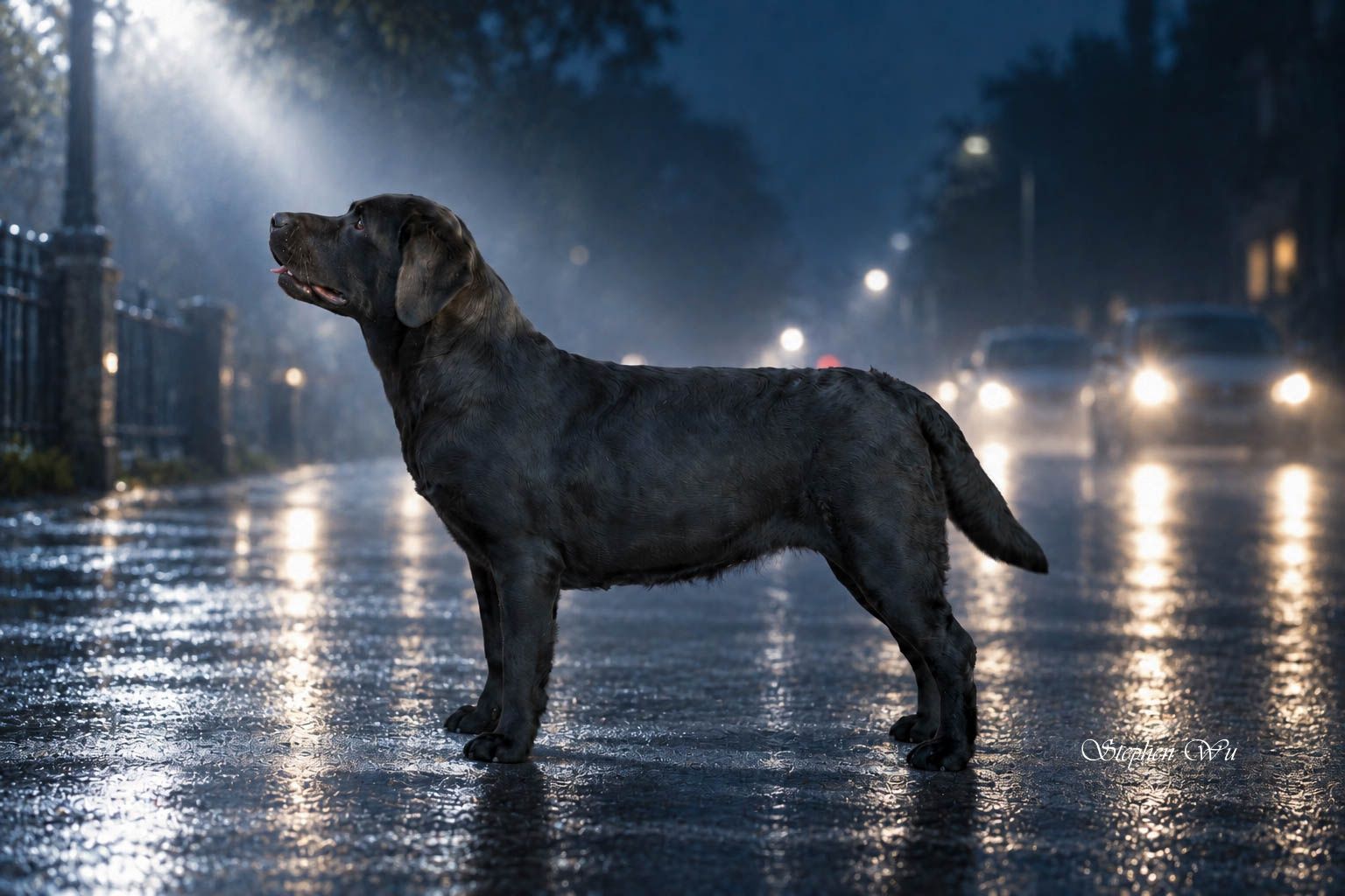 Lotus, a Labrador Retriever at Toptail Labradors.
