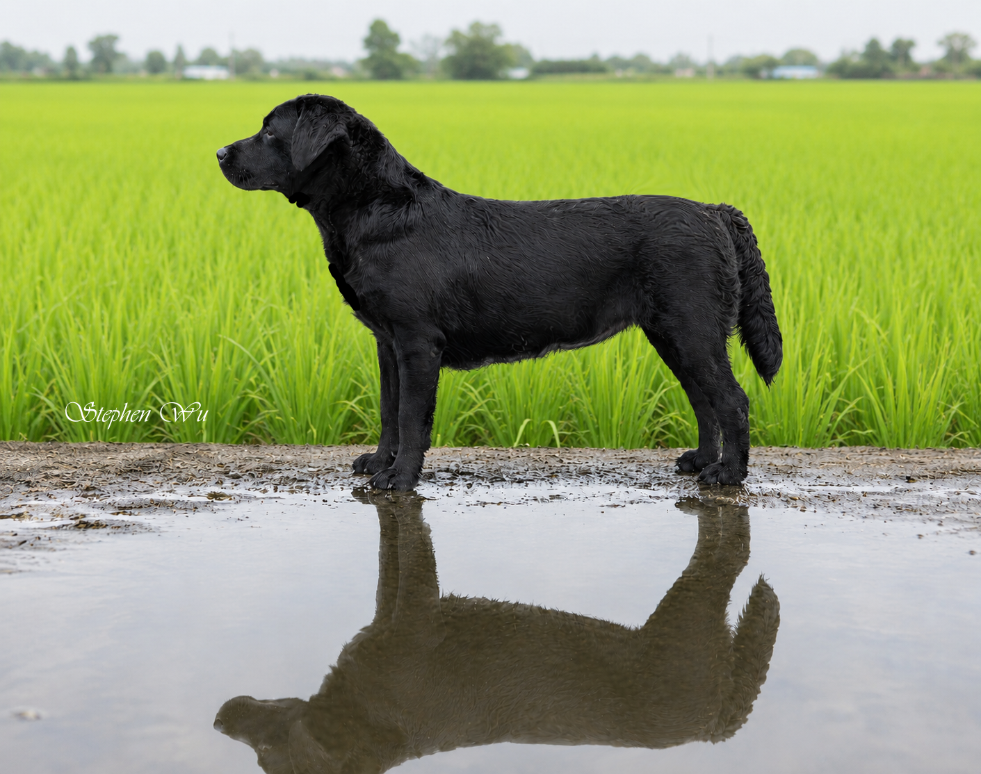 Lotus, a Labrador Retriever at Toptail Labradors.