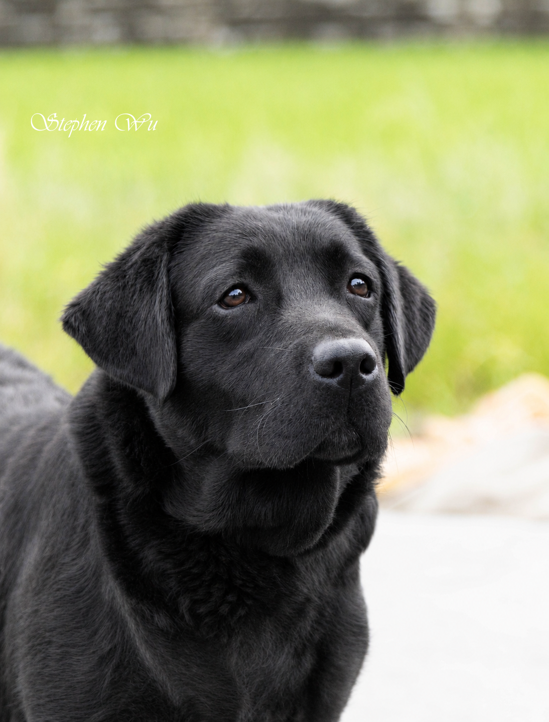 Lotus, a Labrador Retriever at Toptail Labradors.