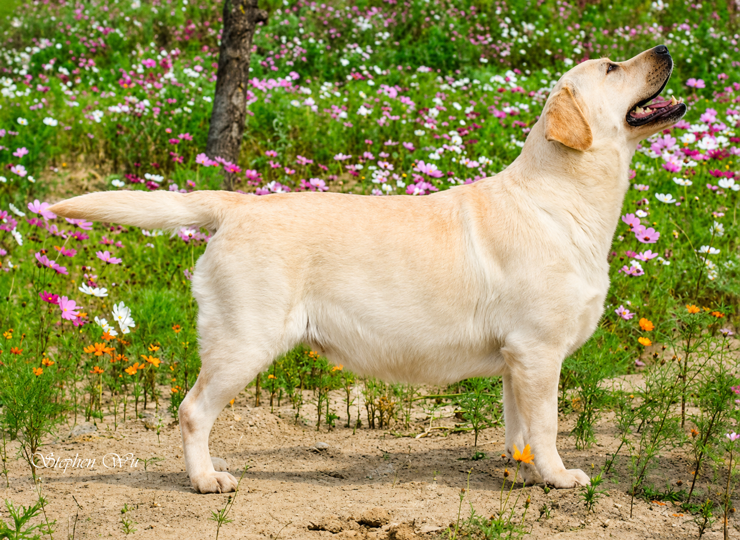 Margo, a Labrador Retriever at Toptail Labradors.