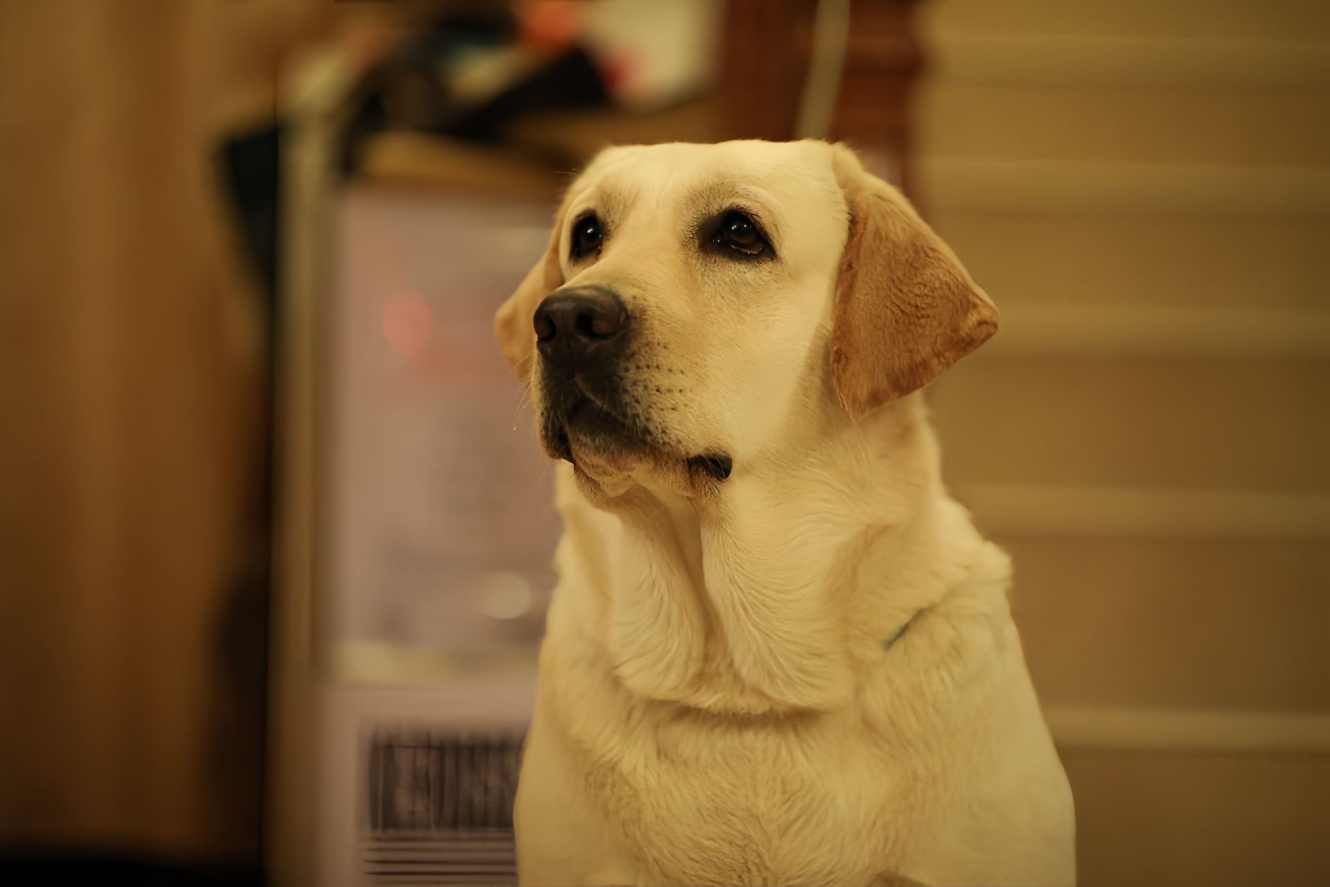 Mercy, a Labrador Retriever at Toptail Labradors.