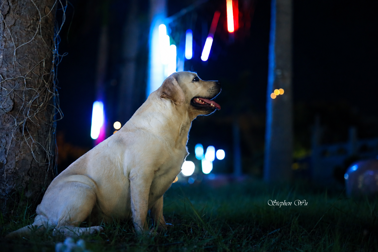 Nose, a Labrador Retriever at Toptail Labradors.