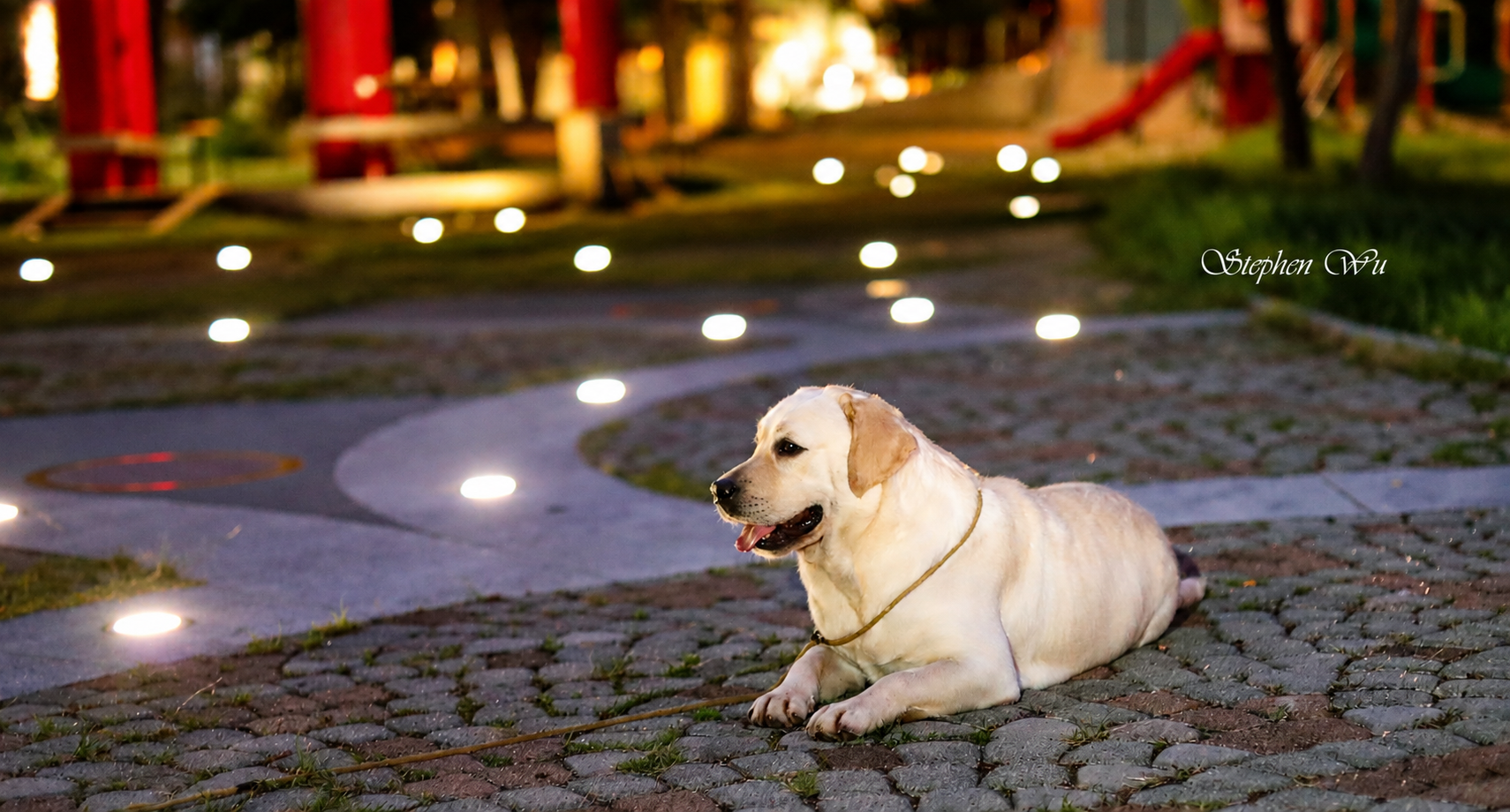 Nose, a Labrador Retriever at Toptail Labradors.