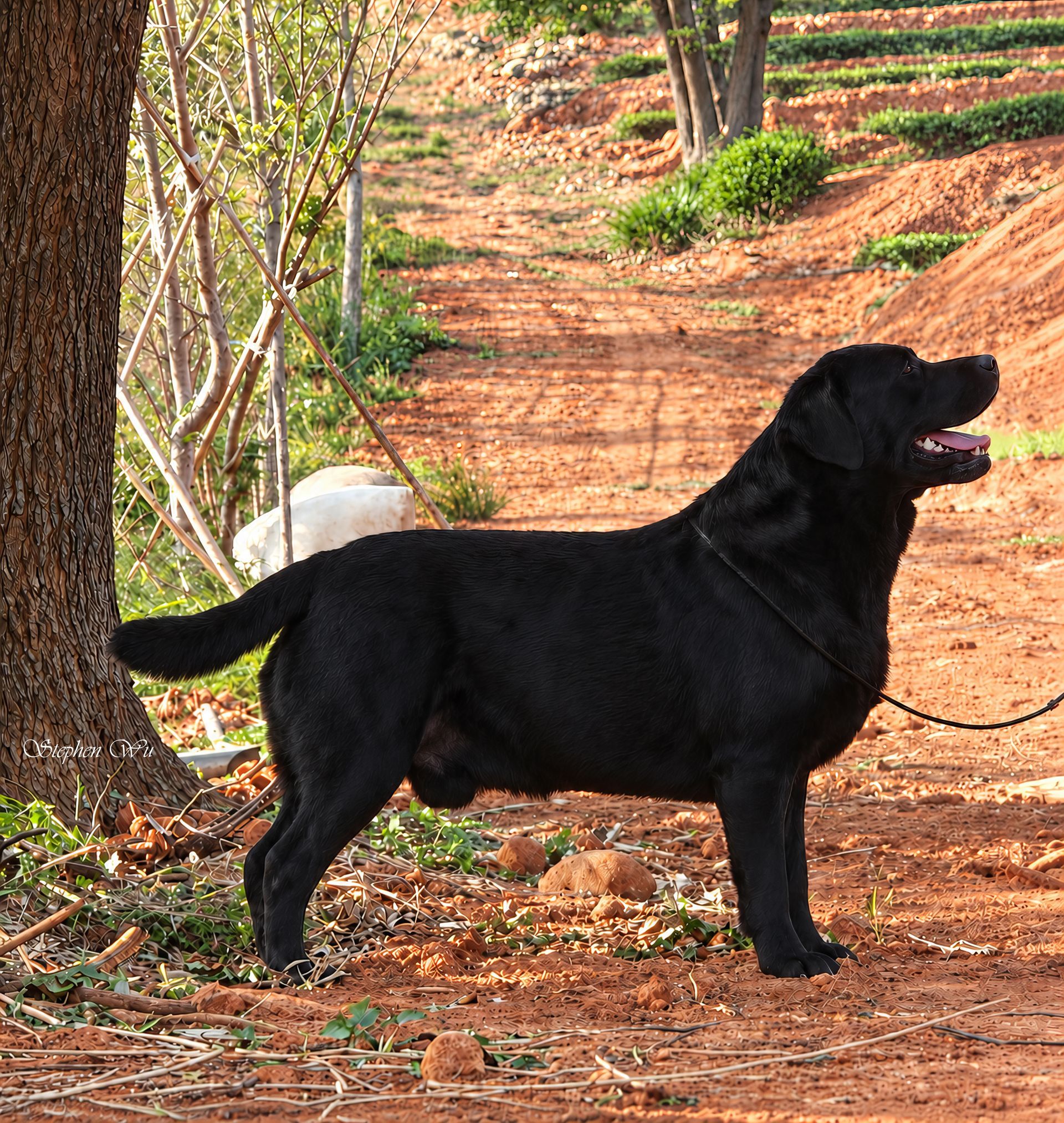 Pace, a Labrador Retriever at Toptail Labradors.