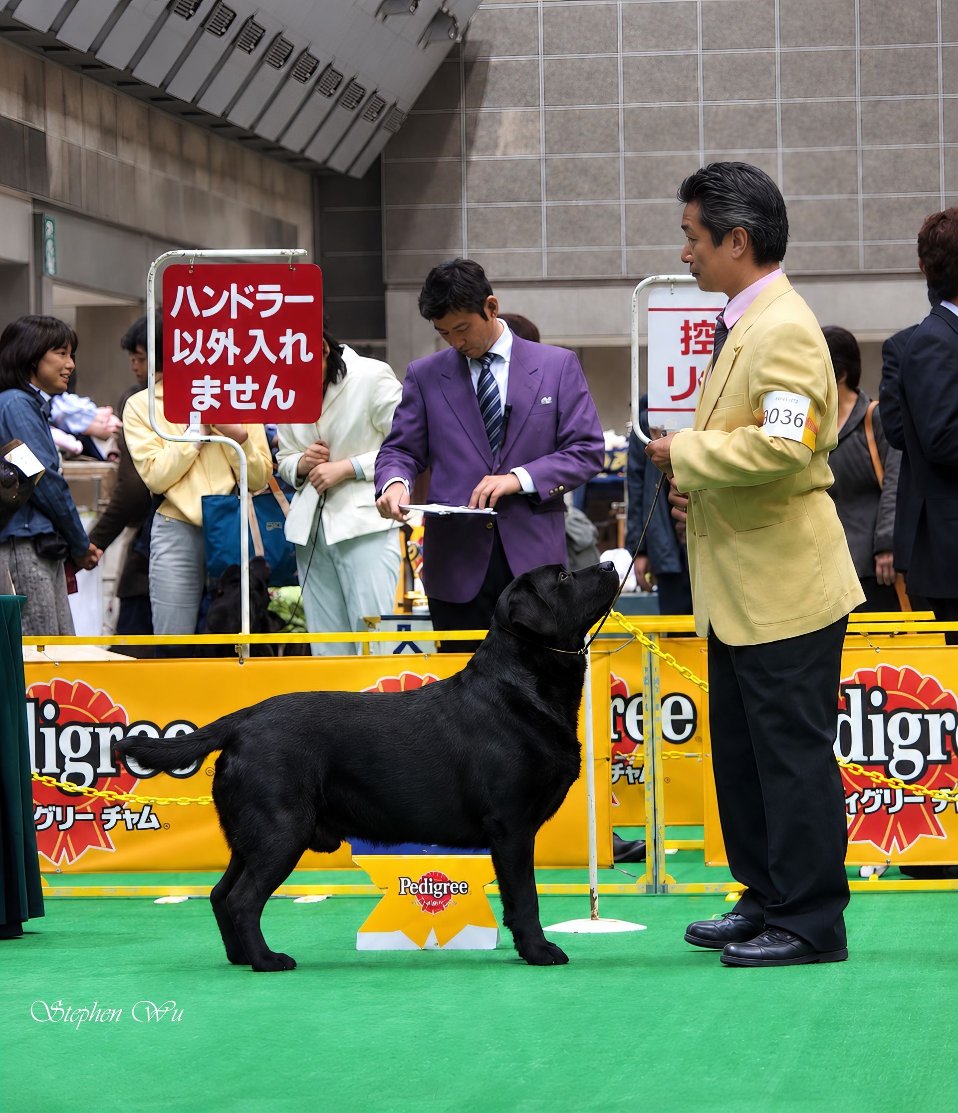 Pace, a Labrador Retriever at Toptail Labradors.