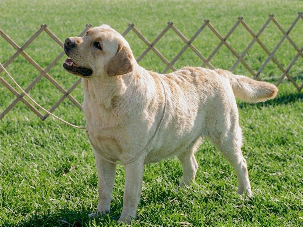 Peter, a Labrador Retriever at Toptail Labradors.