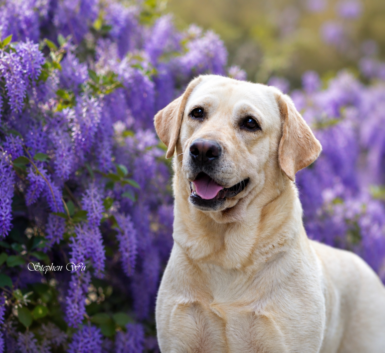 Plus, a Labrador Retriever at Toptail Labradors.