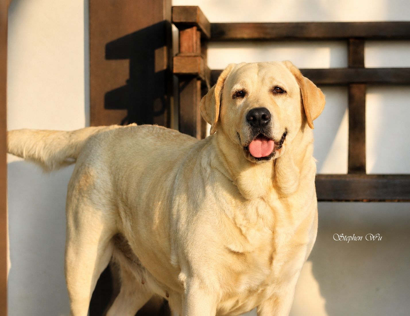 Pumpkin, a Labrador Retriever at Toptail Labradors.