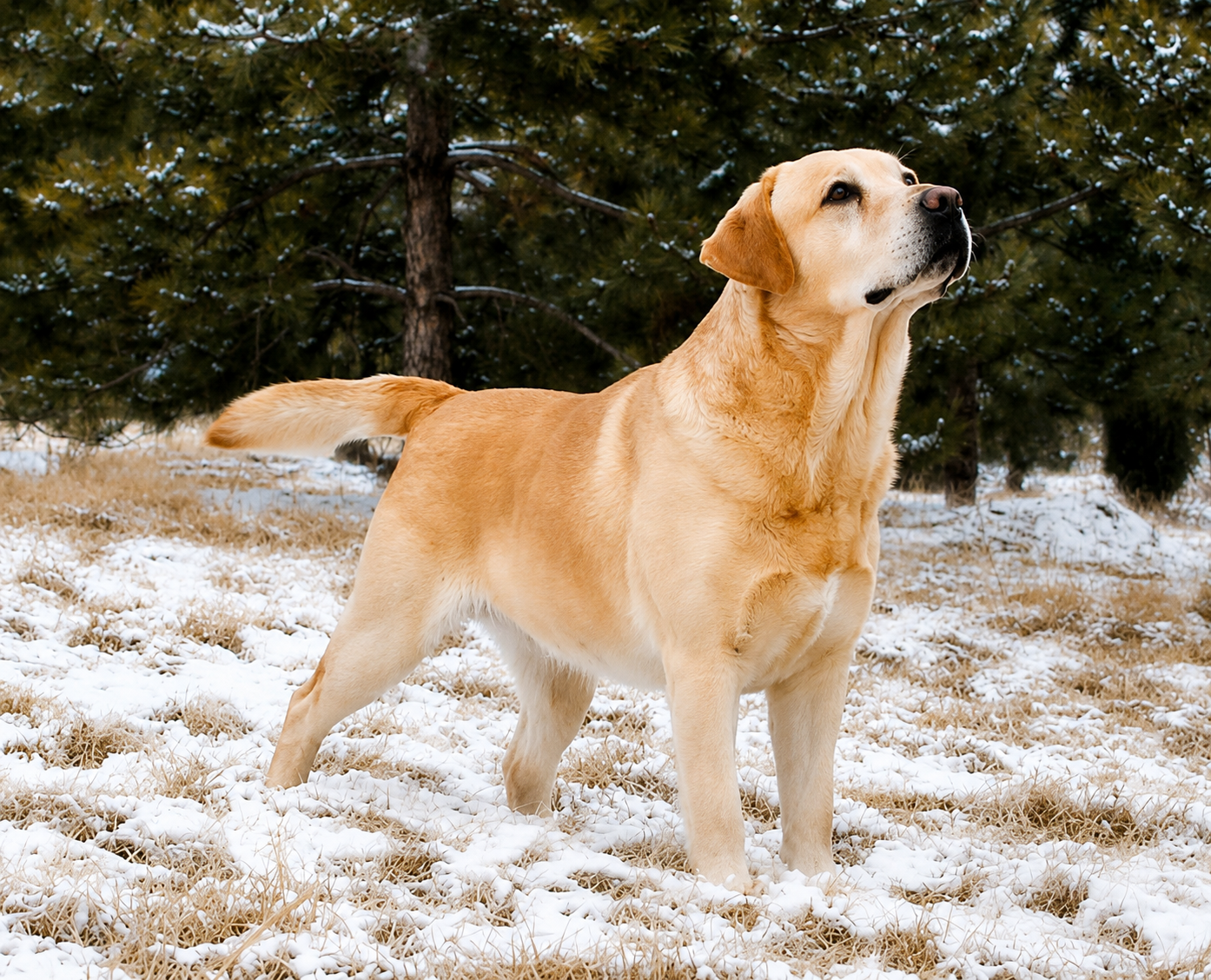Port, a Labrador Retriever at Toptail Labradors.