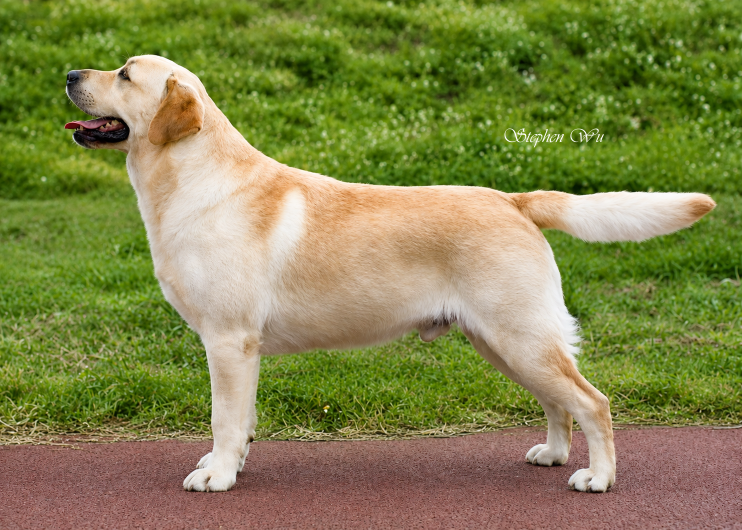 Port, a Labrador Retriever at Toptail Labradors.