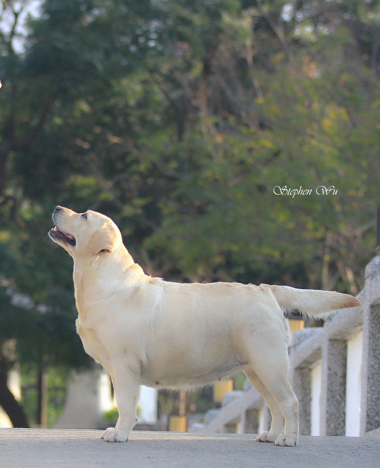Pumpkin, a Labrador Retriever at Toptail Labradors.