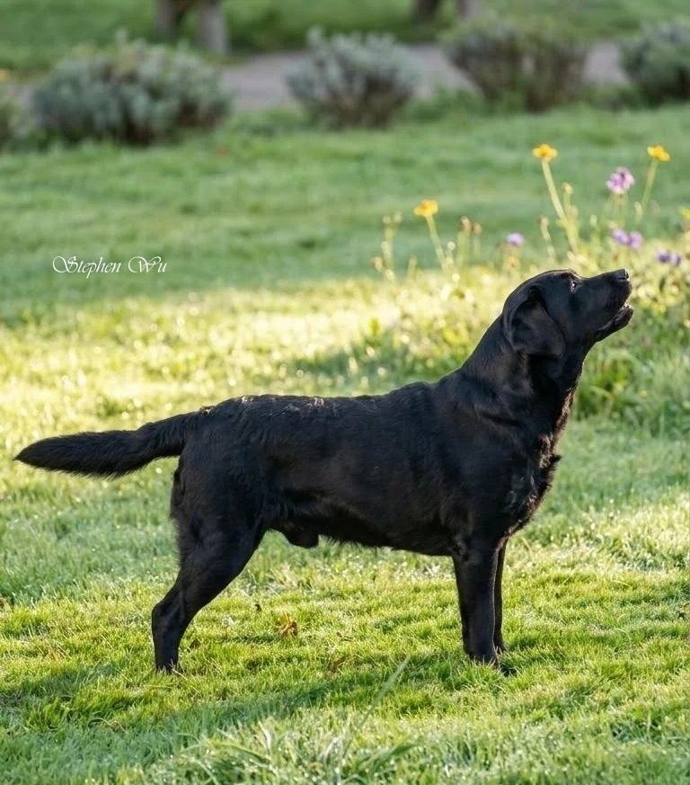 Rain, a Labrador Retriever at Toptail Labradors.