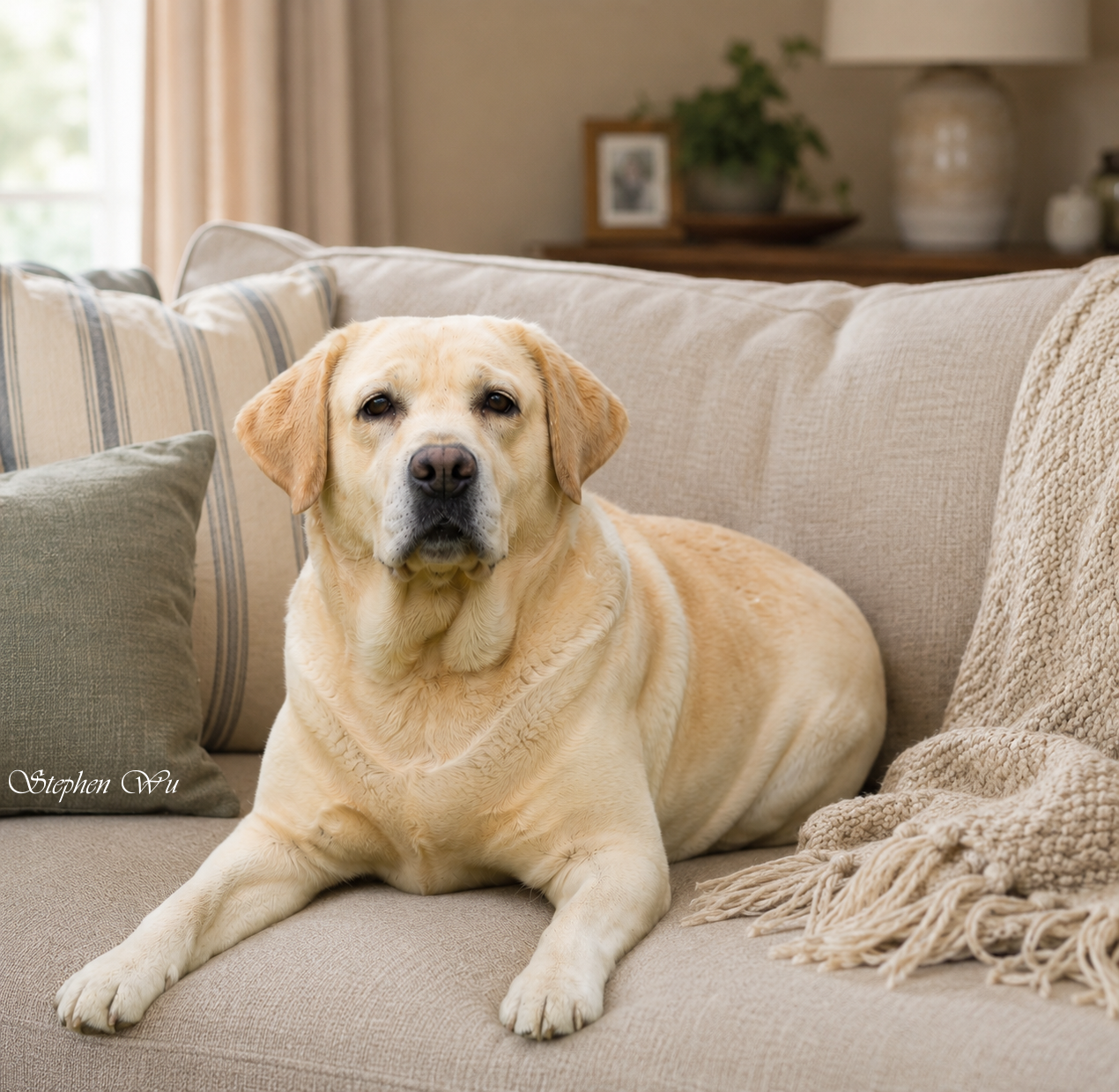 Rora, a Labrador Retriever at Toptail Labradors.