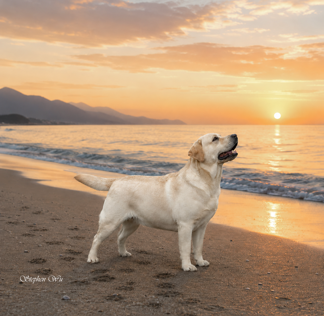Rora, a Labrador Retriever at Toptail Labradors.
