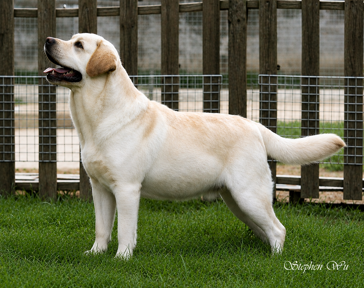 Score, a Labrador Retriever at Toptail Labradors.
