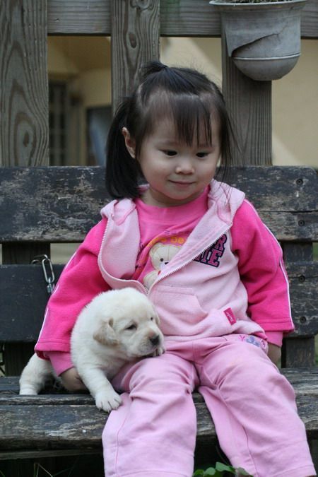 A young girl sitting on a wooden bench with a yellow Labrador puppy on her lap.