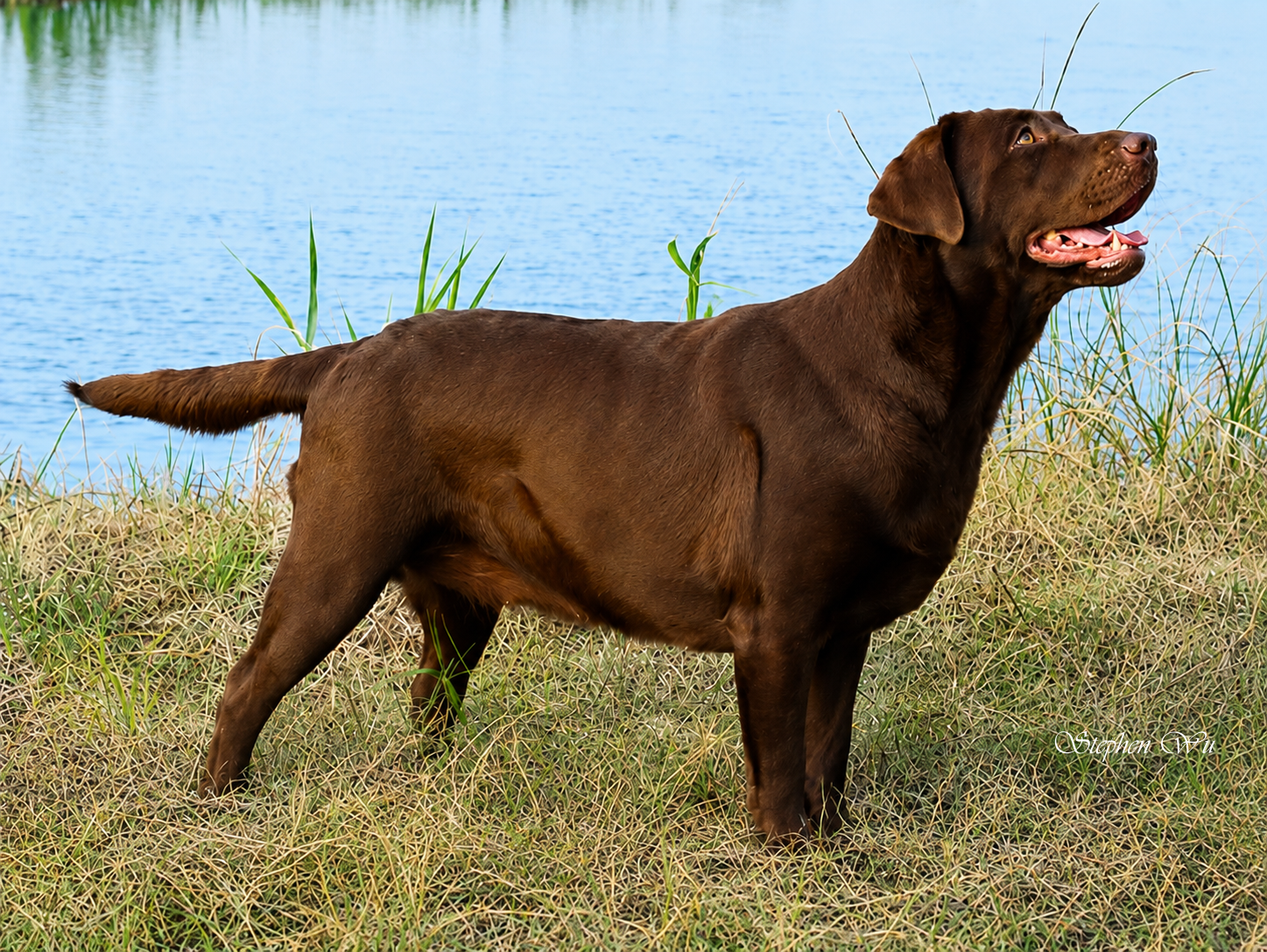 Selene, a Labrador Retriever at Toptail Labradors.