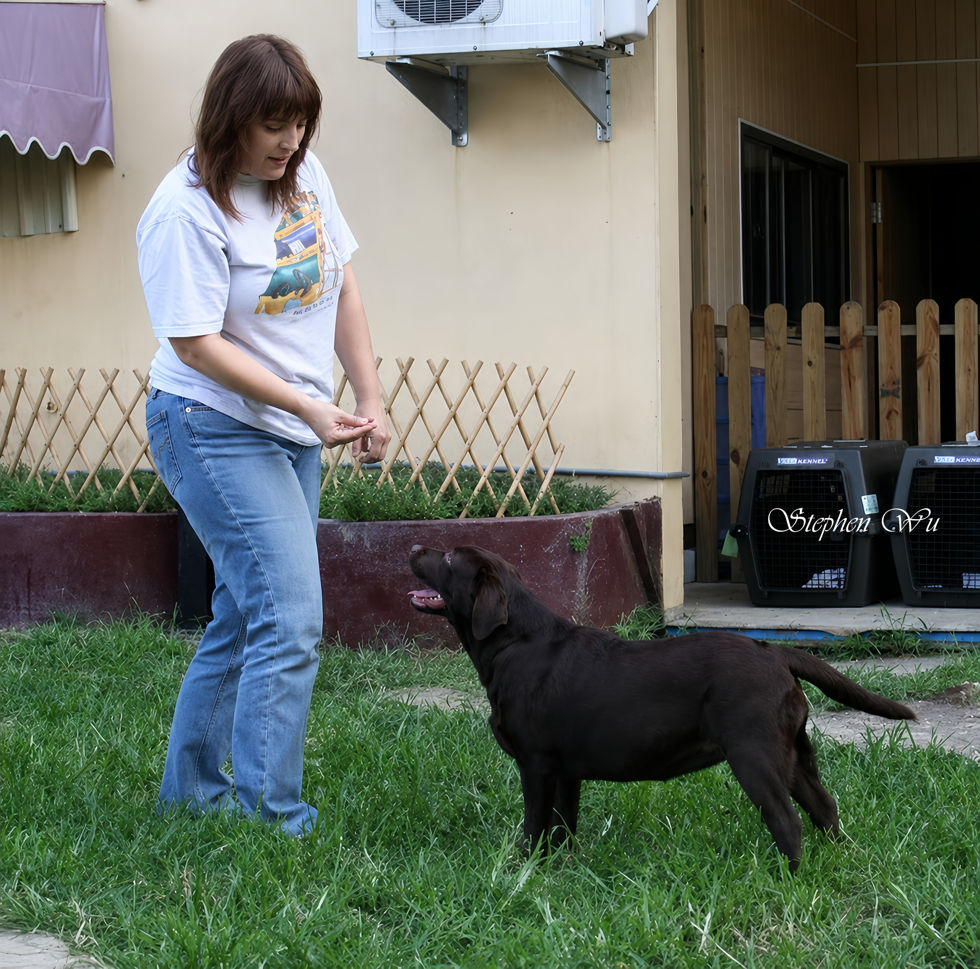 Selene, a Labrador Retriever at Toptail Labradors.