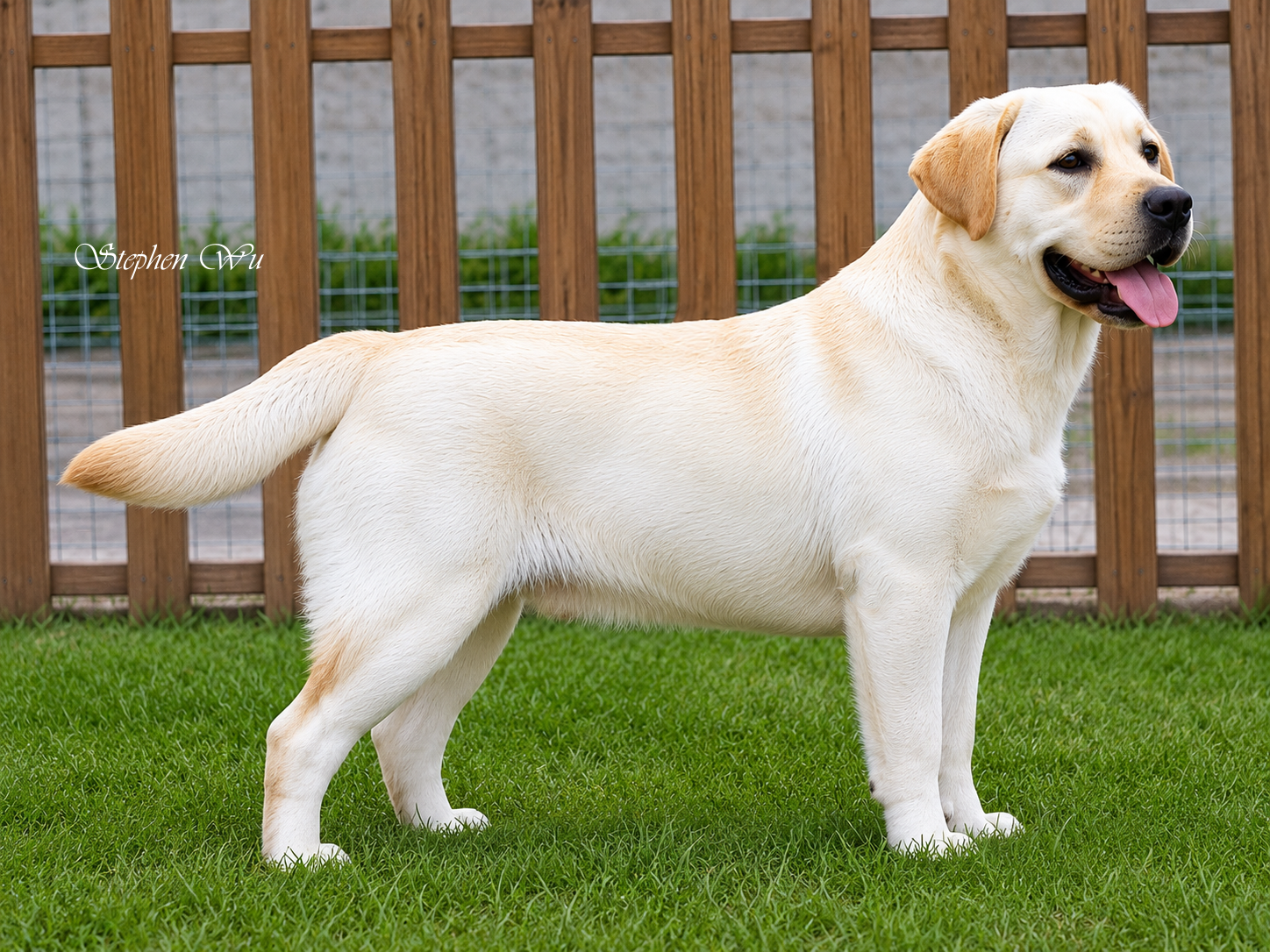 Sunshine, a Labrador Retriever at Toptail Labradors.