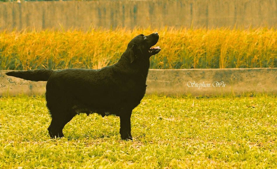 Swing, a Labrador Retriever at Toptail Labradors.