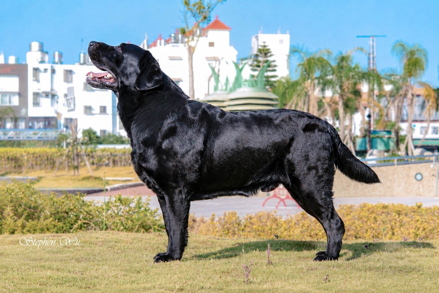 Tailor, a Labrador Retriever at Toptail Labradors.