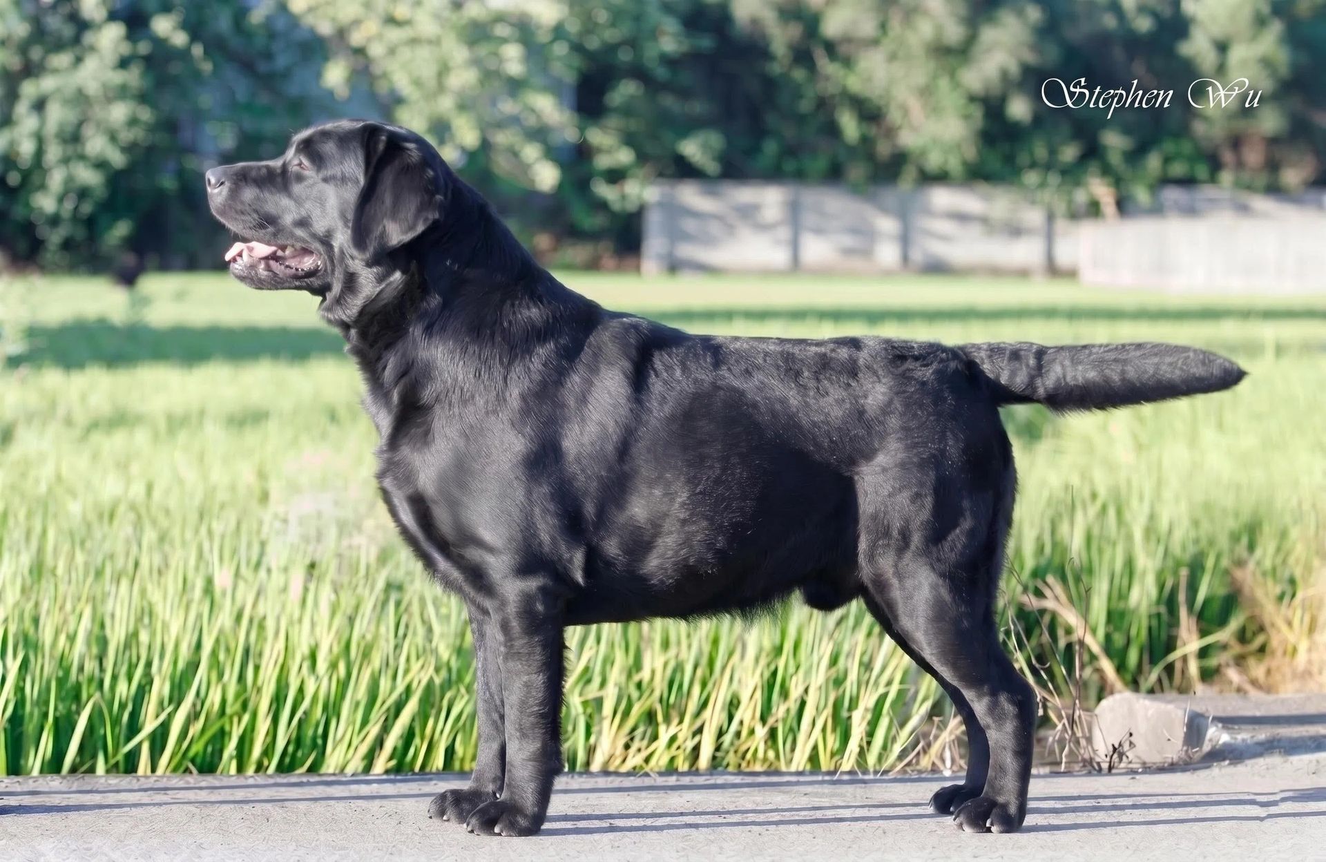 Tamron, a Labrador Retriever at Toptail Labradors.
