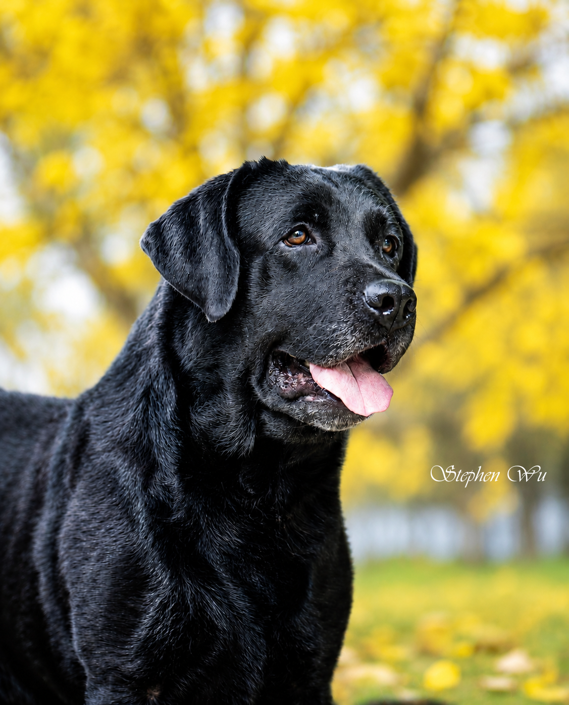 Tamron, a Labrador Retriever at Toptail Labradors.