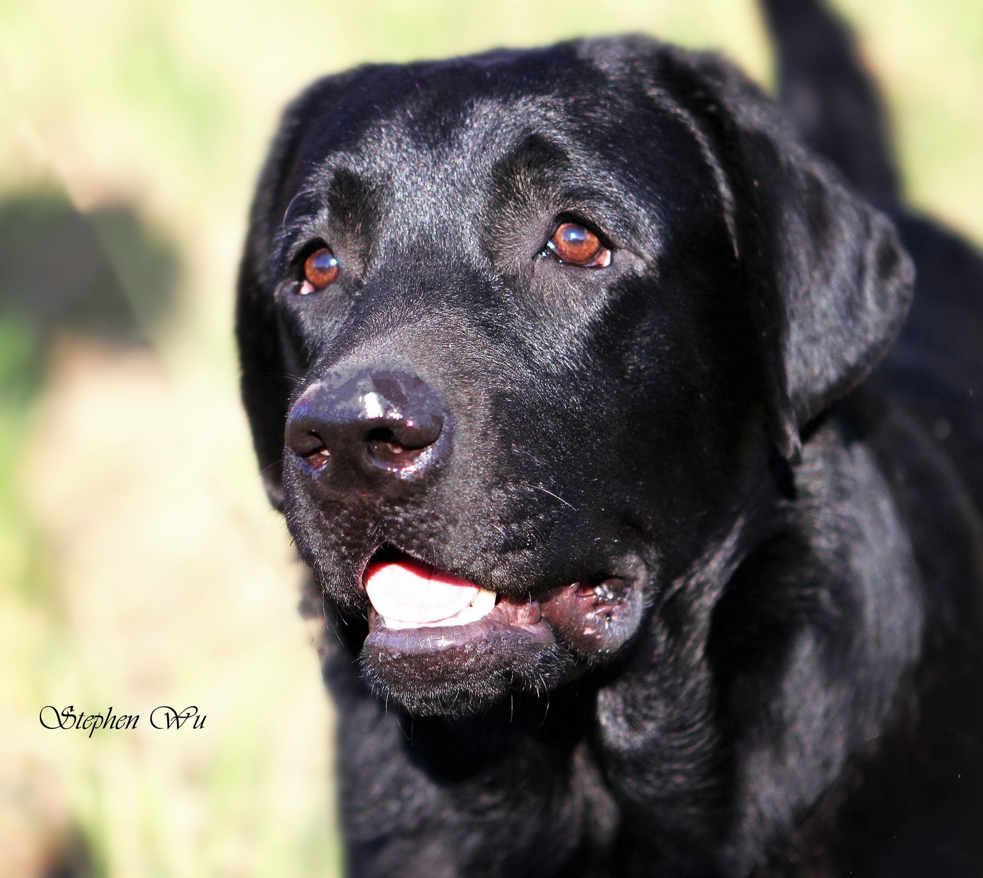 Toy, a Labrador Retriever at Toptail Labradors.