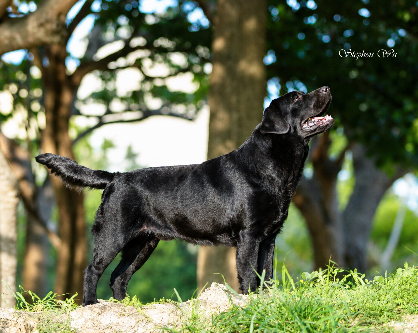 Toy, a Labrador Retriever at Toptail Labradors.