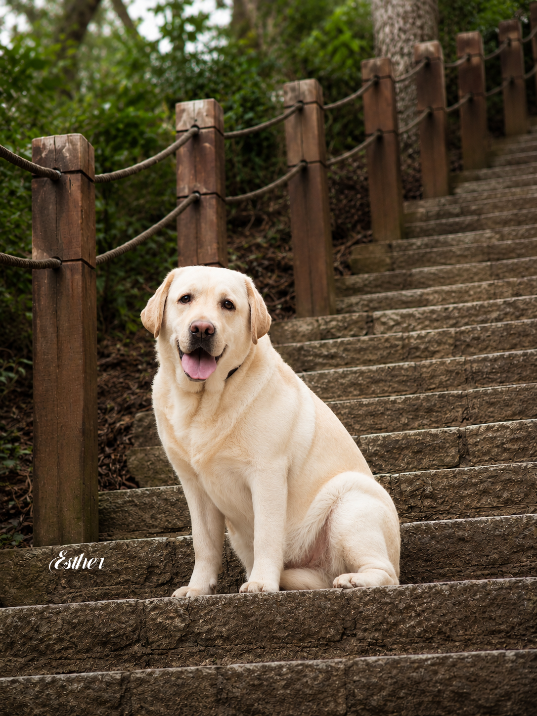 Umi, a Labrador Retriever at Toptail Labradors.