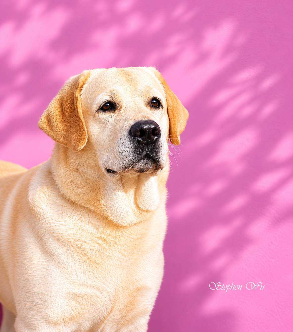 Yama, a Labrador Retriever at Toptail Labradors.