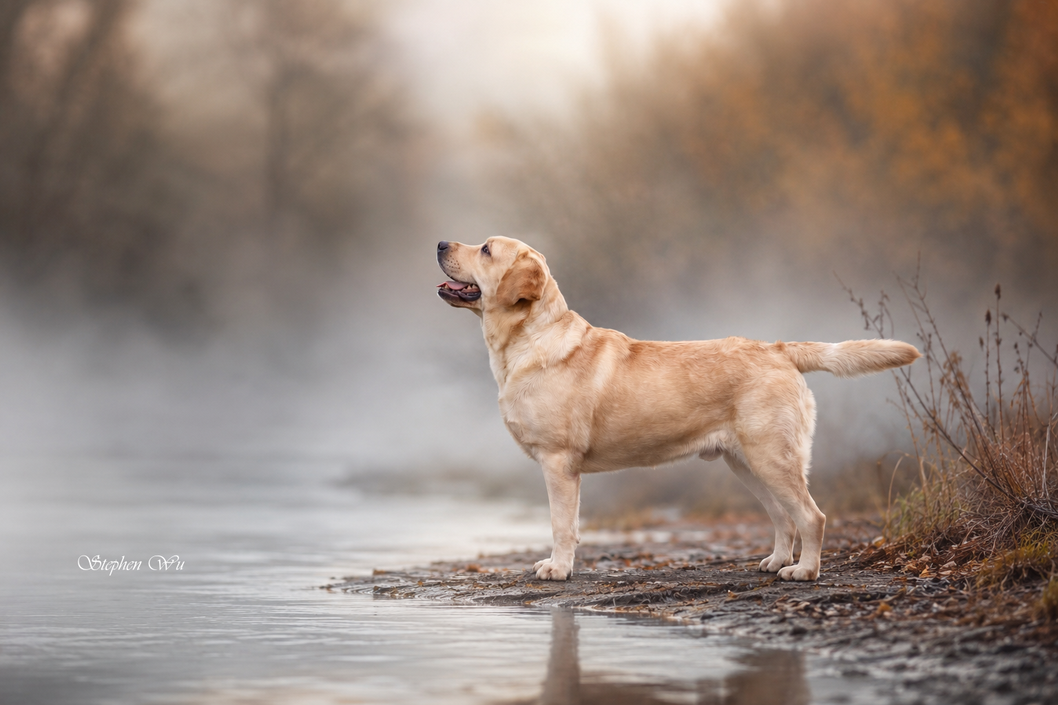 Yama, a Labrador Retriever at Toptail Labradors.