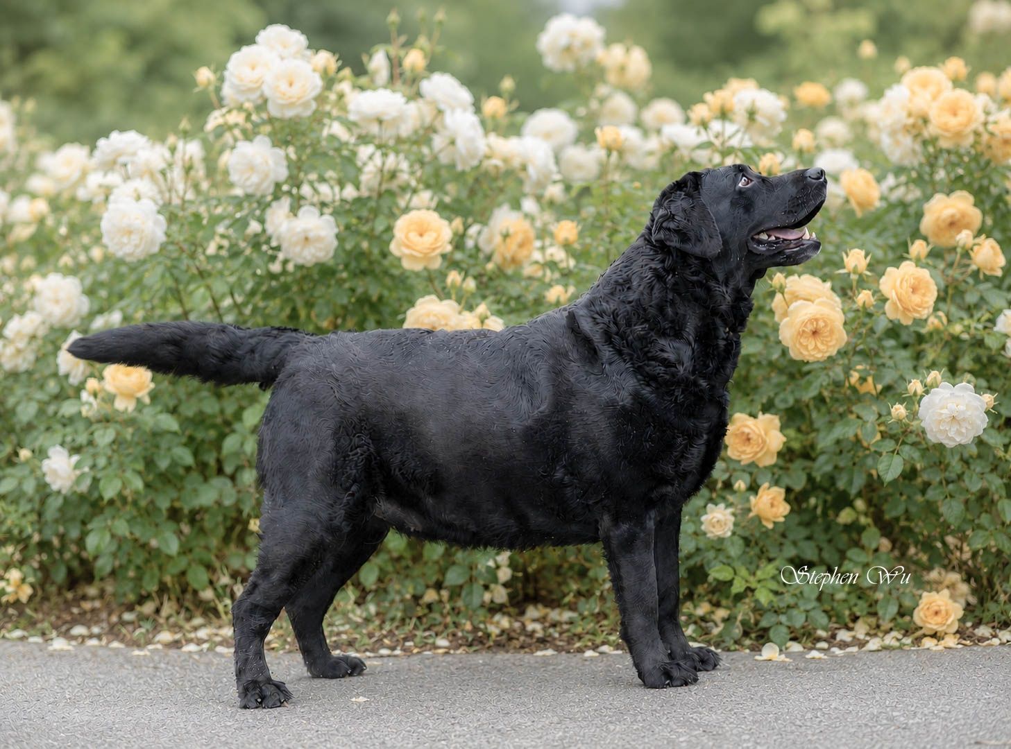 Zeno, a Labrador Retriever at Toptail Labradors.
