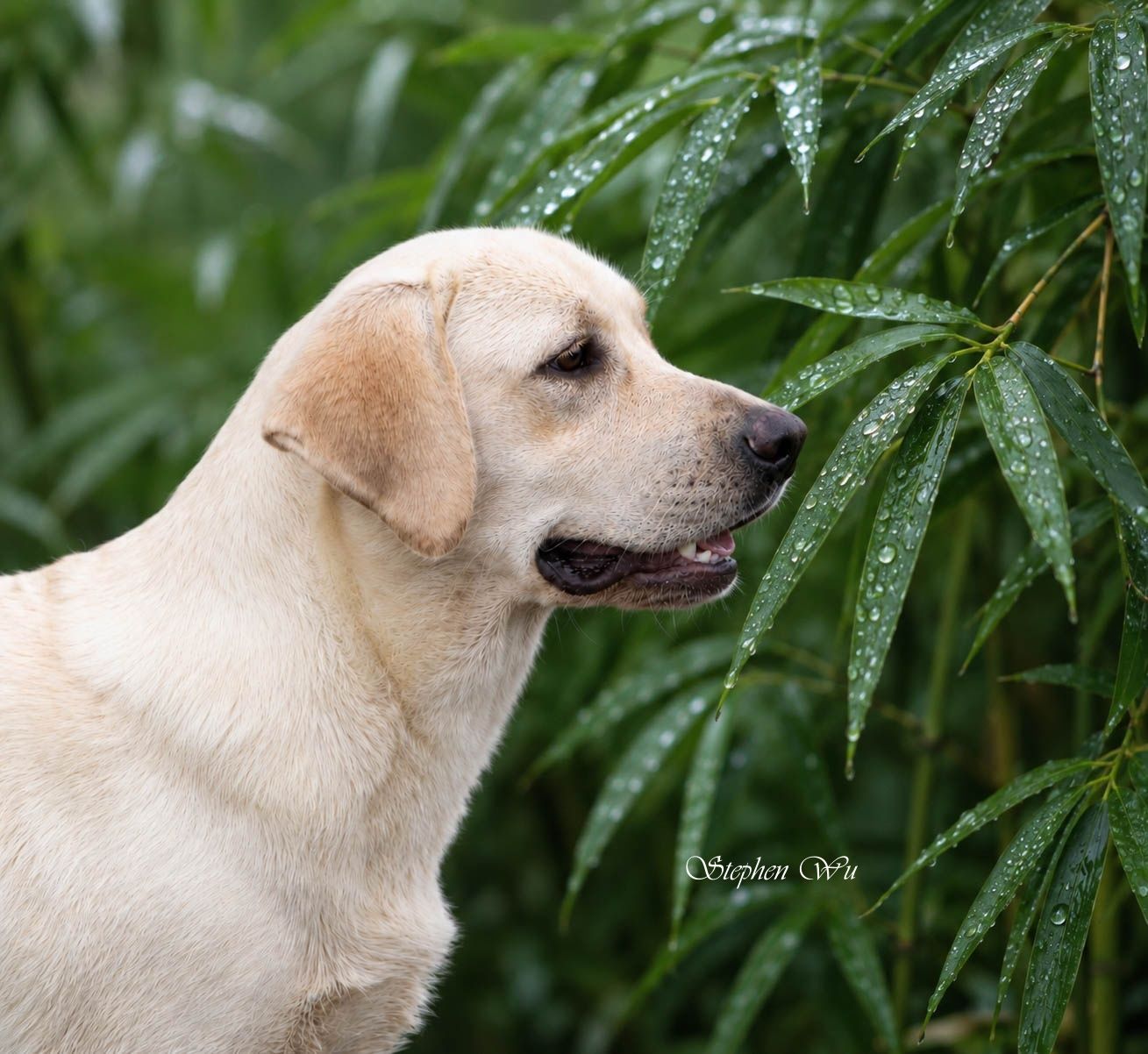 Chili, a Labrador Retriever at Toptail Labradors.