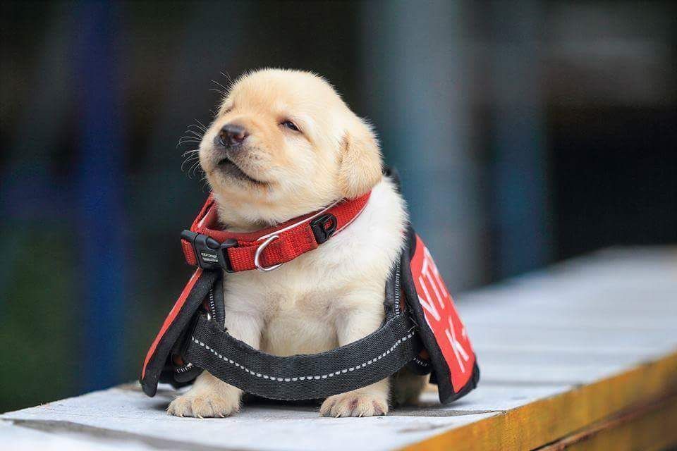 Yellow Labrador puppy wearing a red collar and harness while sitting on a table.