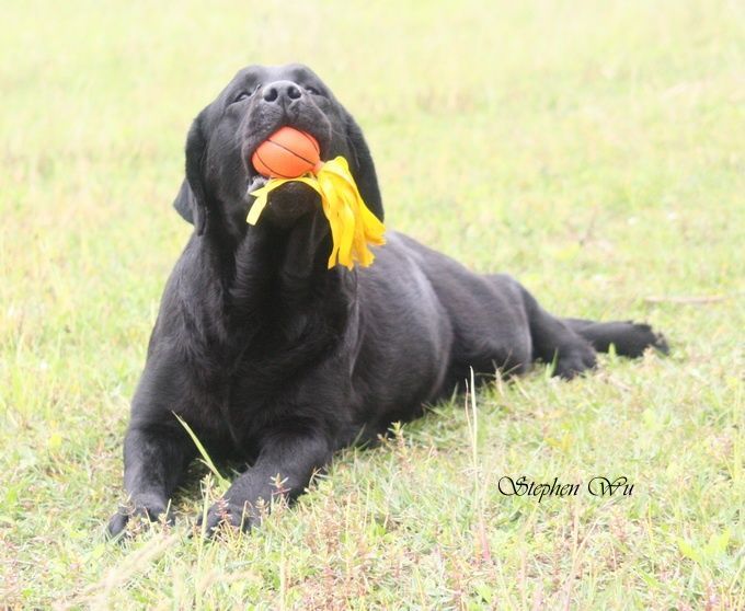Swing, a Labrador Retriever at Toptail Labradors.