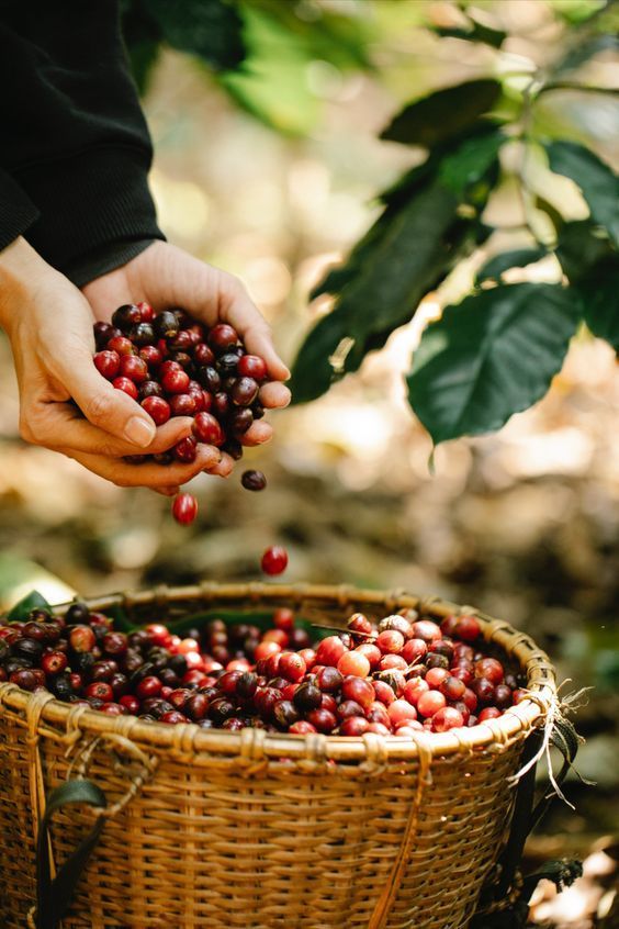 Una persona está recogiendo granos de café de un árbol y vertiéndolos en una cesta.