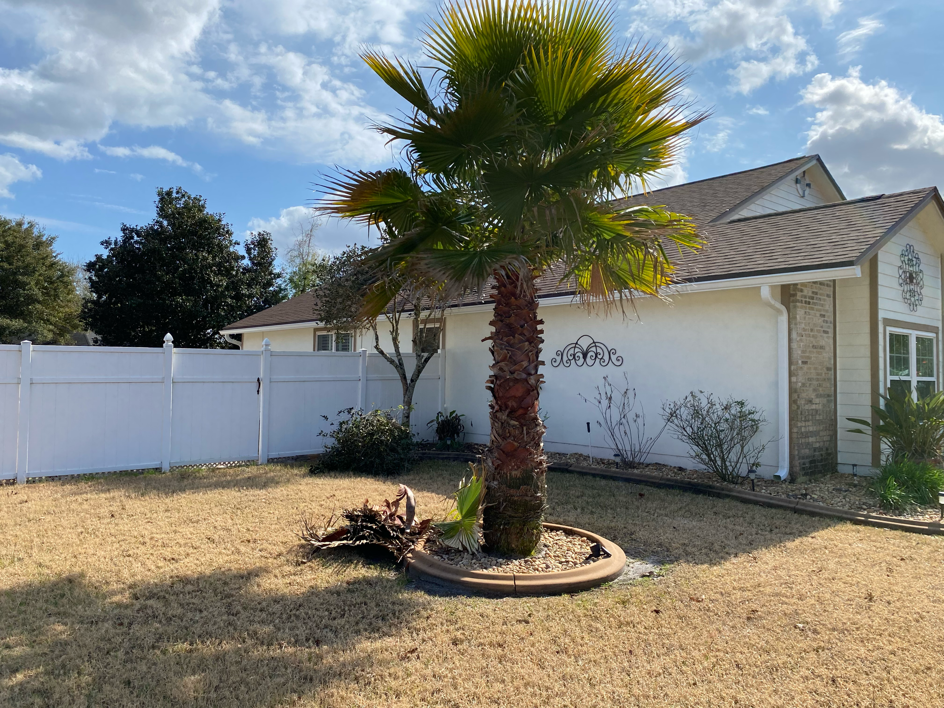Backyard with a palm tree, dry grass, white fence, and a single-story house under a blue sky
