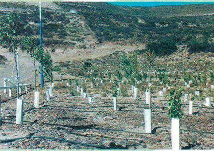 FAS Forestal S.R.L.