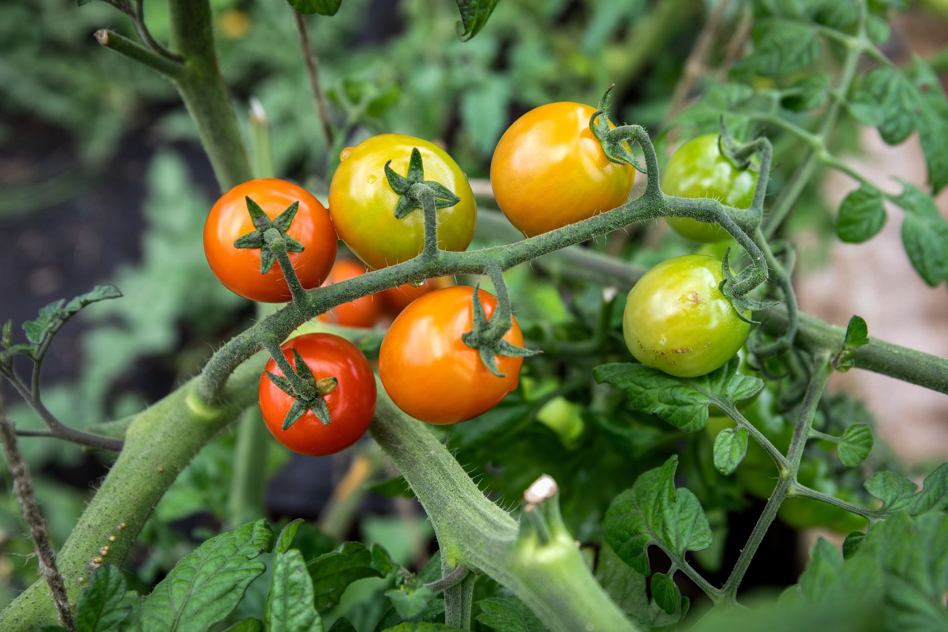 Prolific green, red, unripe cherry tomato vine