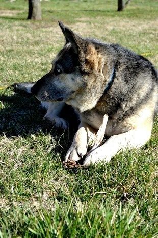Side view of a German Shepherd dog holding a bone between her paws, lying on the green grass.