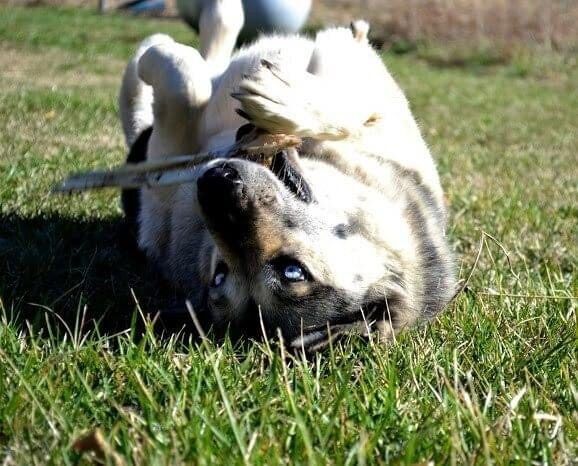 Light tan and black German Shepherd lying on her back holding a long stick in her mouth, lying on green grass.