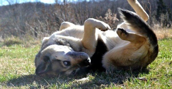 Light tan and black German Shepherd lying on her back, curled up with her tail between her legs, lying on green grass