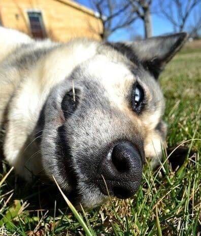 Comical close-up view of a blue-eyed German Shepherd's snout and face.