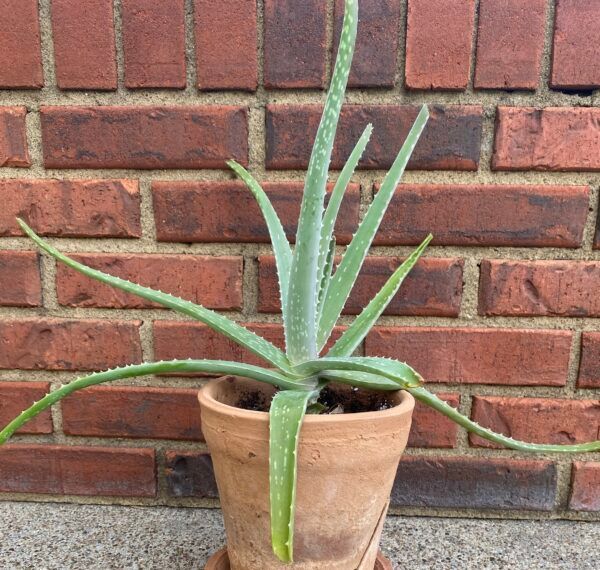 Large aloe Vera plant in terra cotta pot against brick wall background.