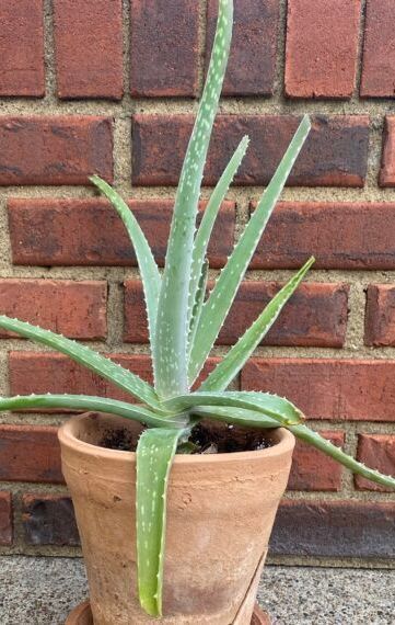 Close-up of a large aloe Vera plant in terra cotta pot against brick wall background.