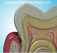 A model of a tooth showing the inside of a tooth.