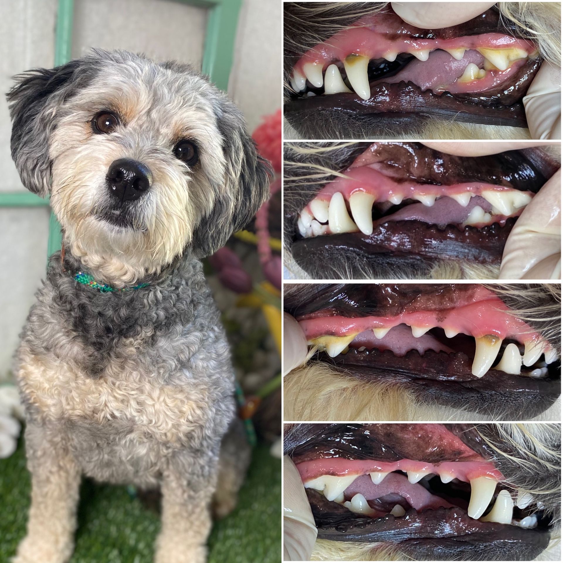 Small gray dog posing beside close-up photos of its teeth and gums, showing dental issues.